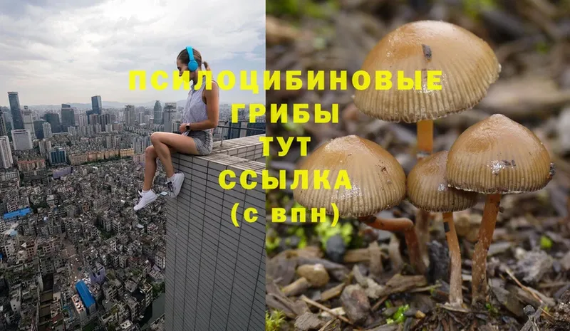 Псилоцибиновые грибы Magic Shrooms  закладки  Петровск 